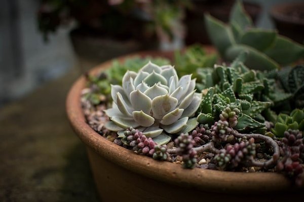 Cultiver en Pot : Les Plantes Idéales pour Votre Jardin d'Intérieur ou de Balcon