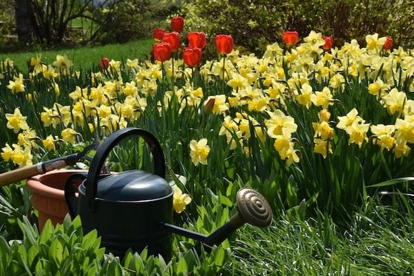 10 Astuces pour un Jardin Éco-Responsable